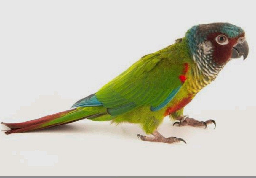 Pyrrhura Emma koppels, Dieren en Toebehoren, Vogels | Parkieten en Papegaaien, Geringd