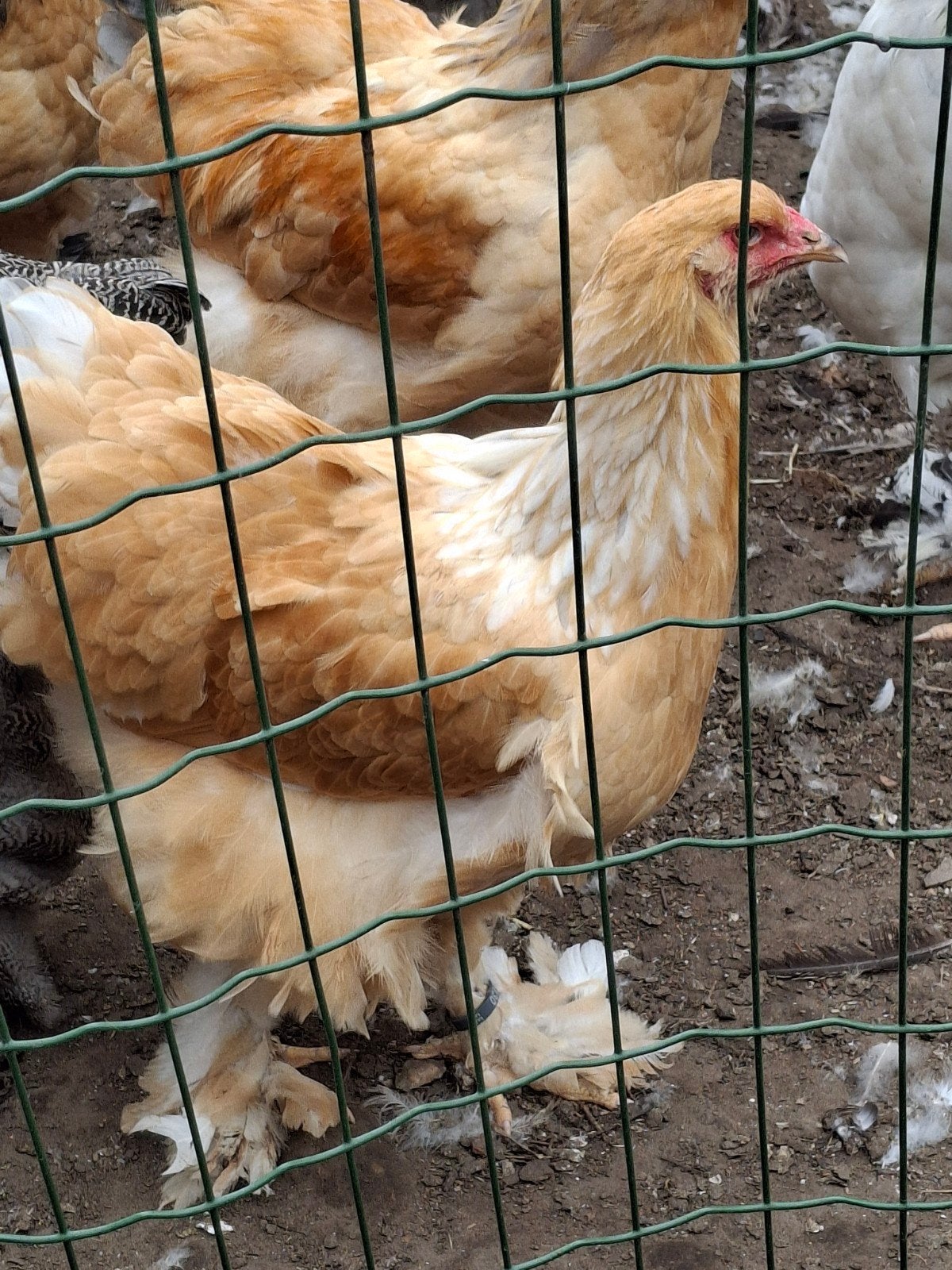 koppel brahma lemon pyle, Dieren en Toebehoren