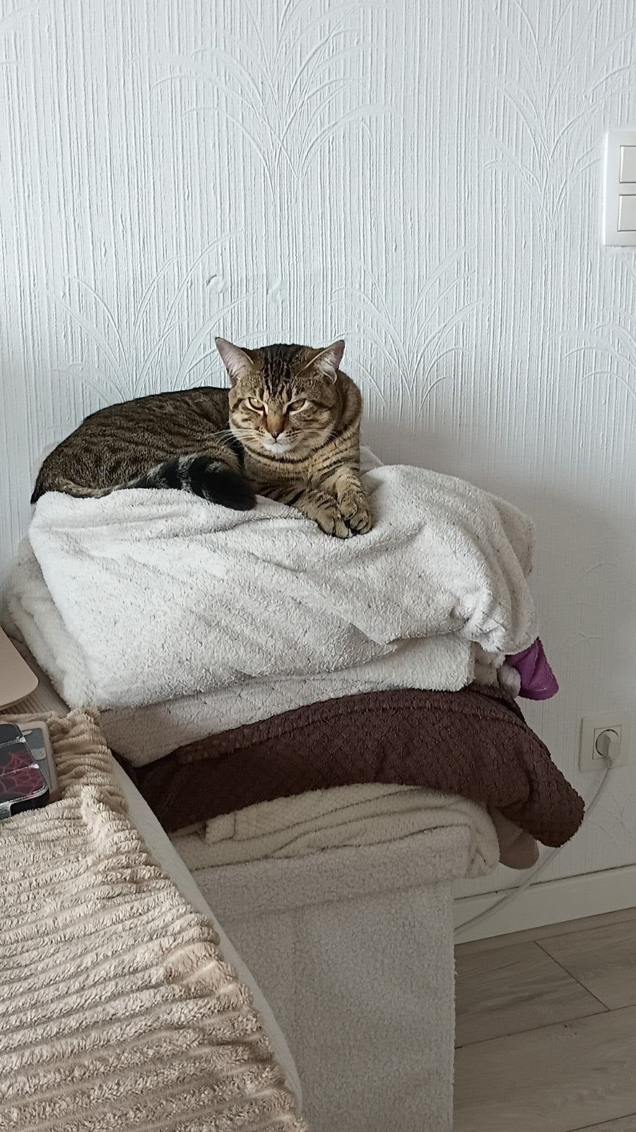 Chat a donner tres calme