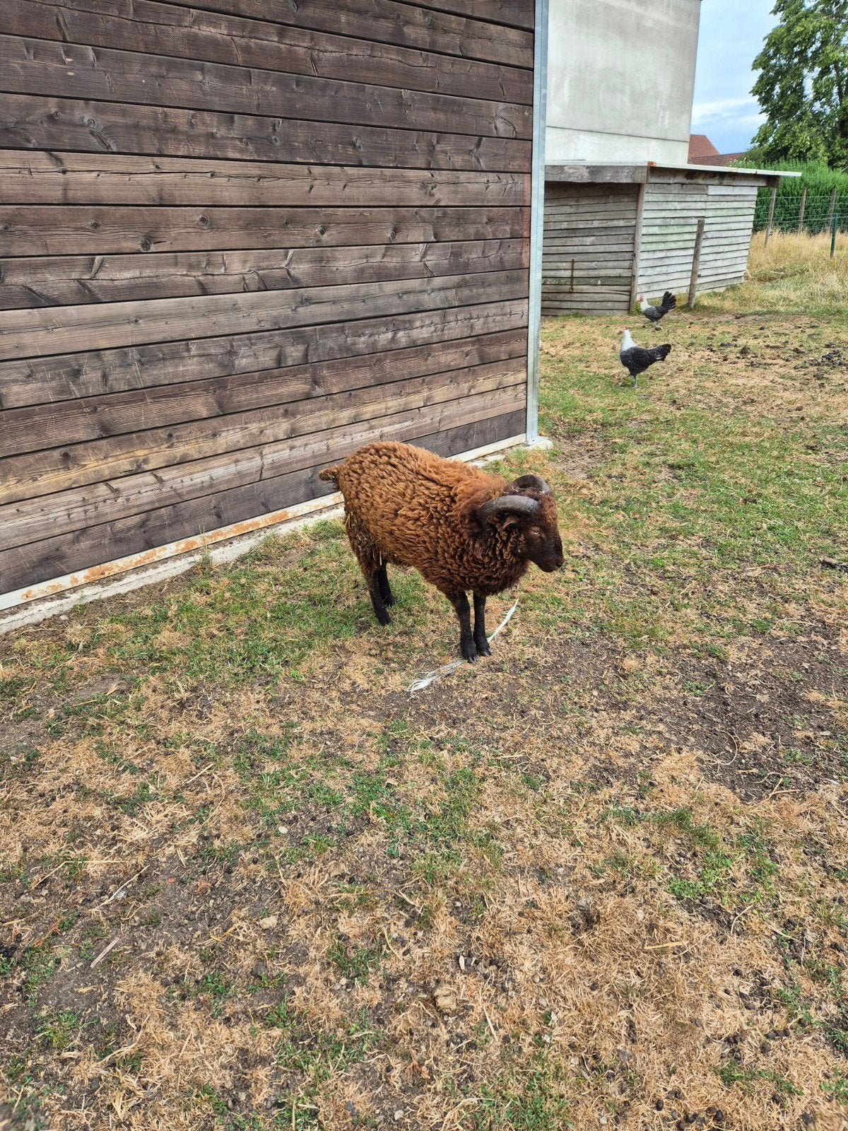Ouessant ram, Dieren en Toebehoren, Schapen, Geiten en Varkens, Mannelijk, Schaap, 0 tot 2 jaar