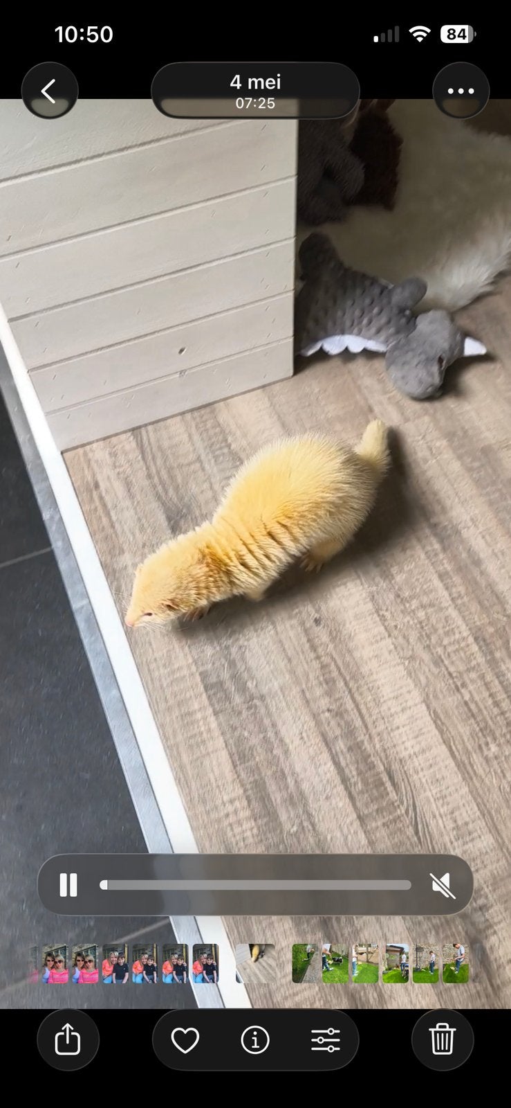 Fret Man, Dieren en Toebehoren, Konijn of Knaagdier