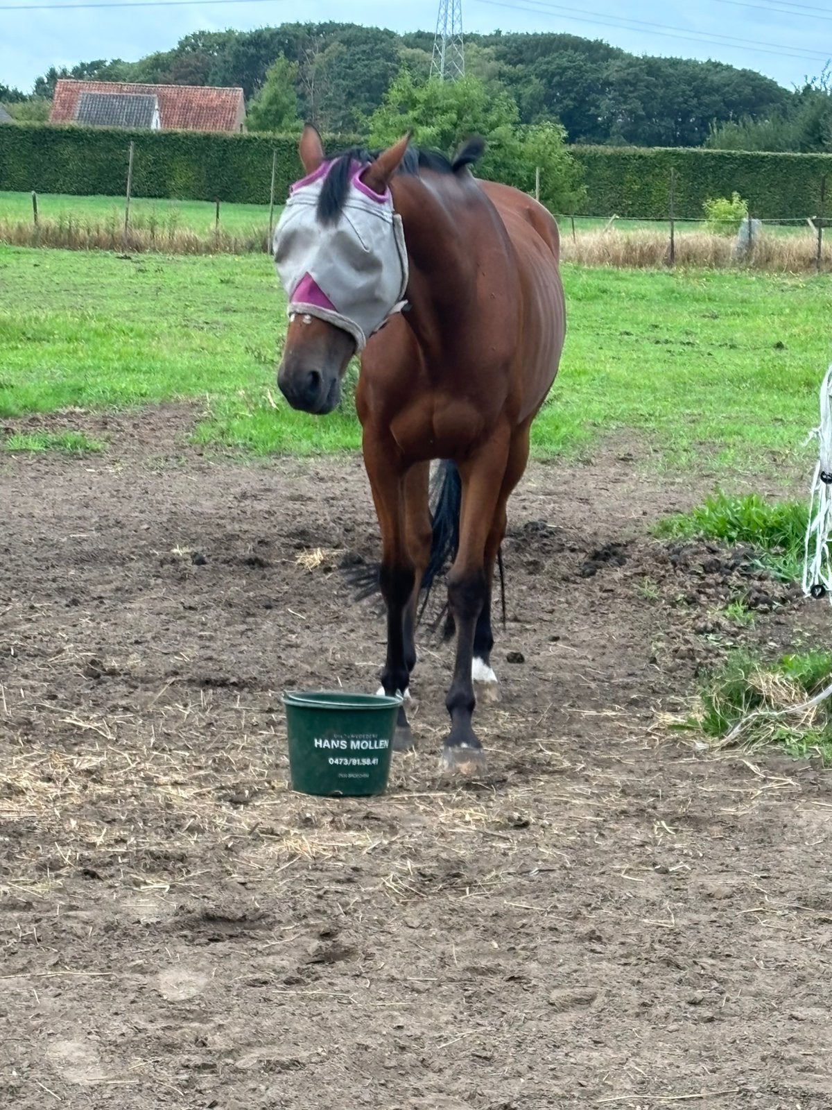 Lieve ruin ., 165 à 170 cm, Ne s'applique pas, Cheval de récréation, 7 à 10 ans