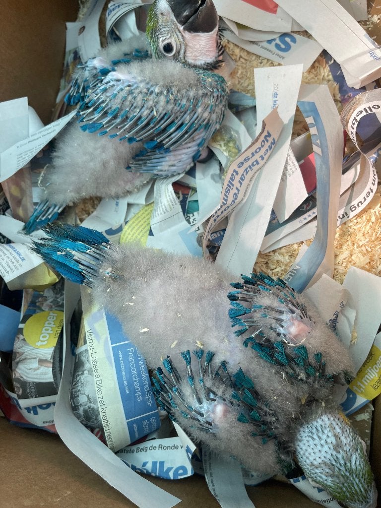 Tamme  blauwgele ara, Papegaai, Pratend