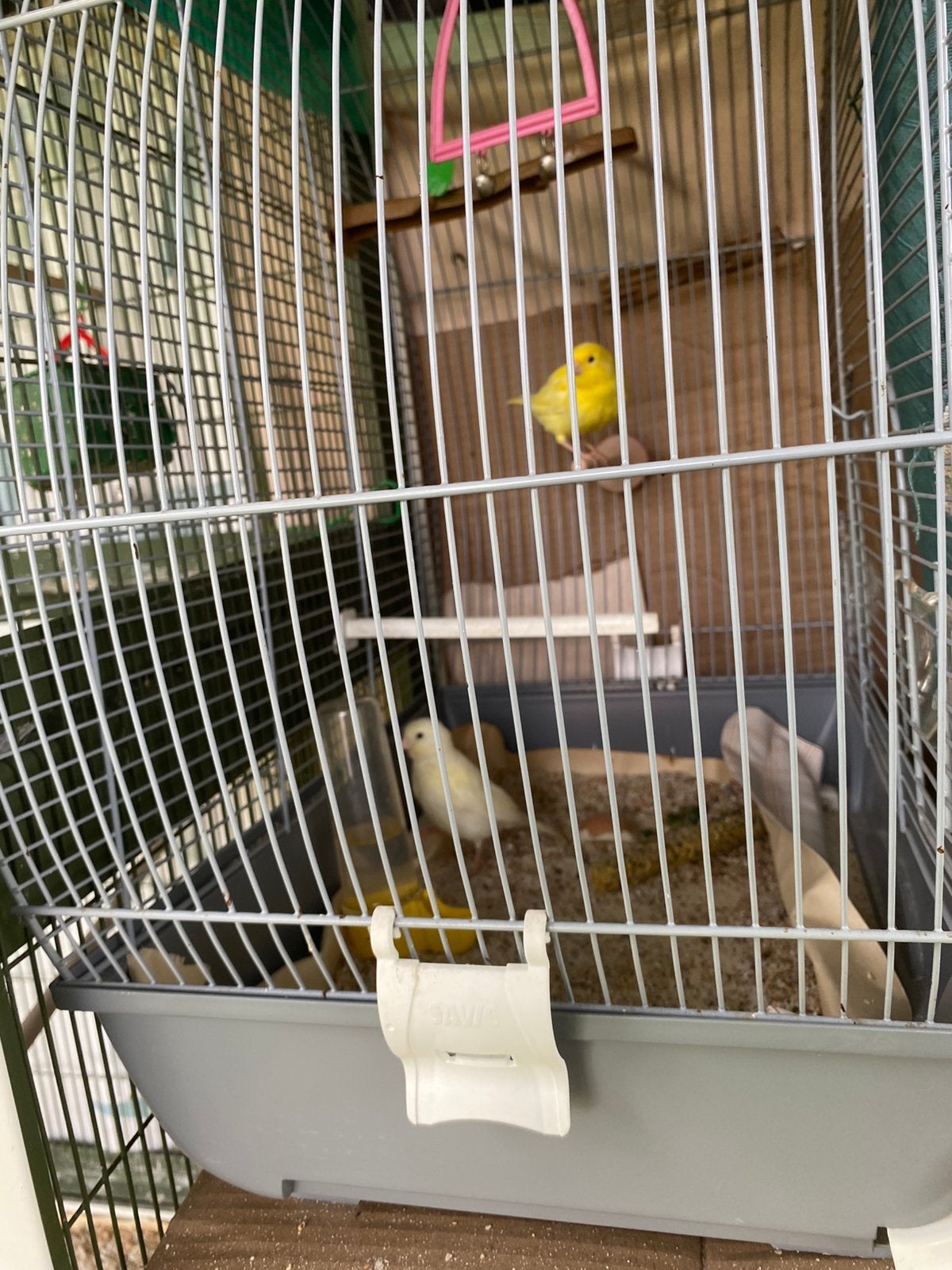 Kanaries, Dieren en Toebehoren, Vogels | Kanaries, Geslacht onbekend
