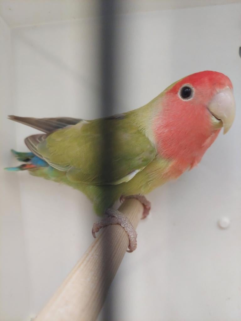 Agapornis roseicollie pop, Dieren en Toebehoren, Vogels | Parkieten en Papegaaien, Geringd