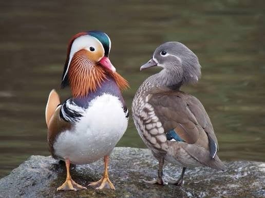 Mandarijneenden, Dieren en Toebehoren, Pluimvee, Meerdere dieren, Eend