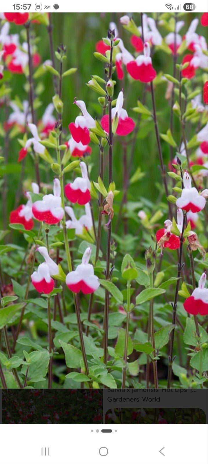 Salvia Hot Lips, Ophalen