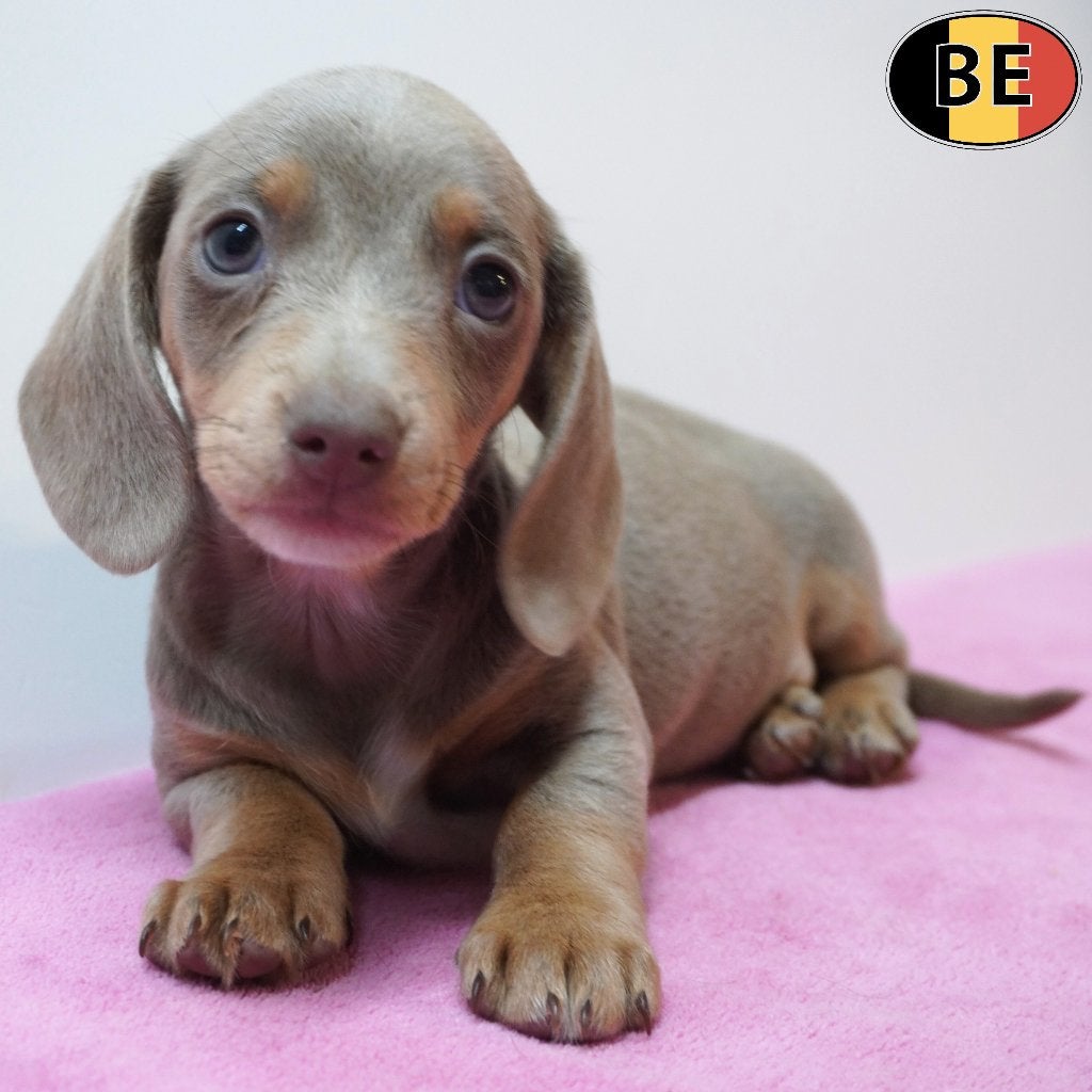 Teckel Korthaar - Belgische pups te koop, Dieren en Toebehoren, België, Handelaar, CDV (hondenziekte), 8 tot 15 weken