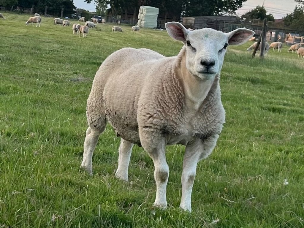 Texel dekrammen, Mâle, Mouton, 0 à 2 ans