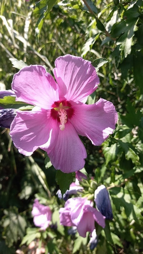 hibiscus stekken in pot, Tuin en Terras, Planten | Tuinplanten, Ophalen, Zomer