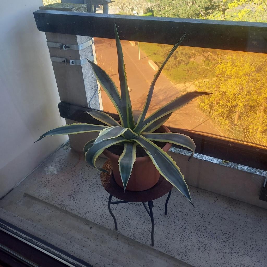 Terras plant, Enlèvement