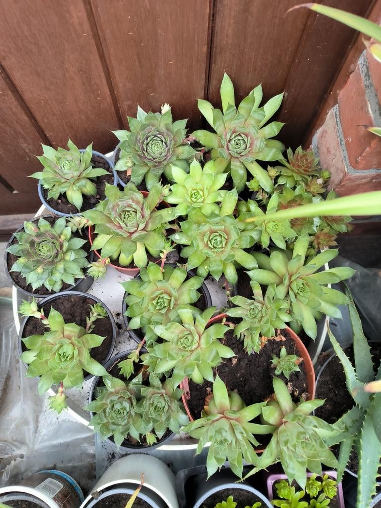 Sempervivum vetplant winterhard, Ophalen, Bodembedekkers, Volle zon, Vaste plant