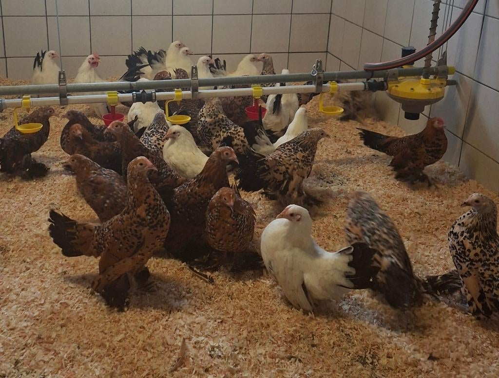 Sabelpoot krieltjes en Chabo, Dieren en Toebehoren, Meerdere dieren, Kip
