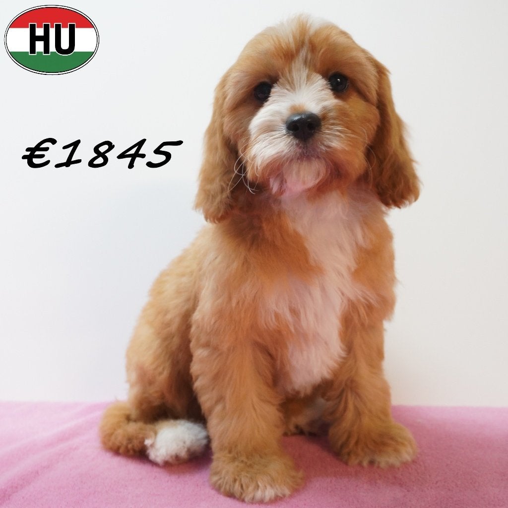 Cavapoo, super schattige pups te koop, Dieren en Toebehoren, 15 weken tot 1 jaar, Buitenland, Parvo, Meerdere