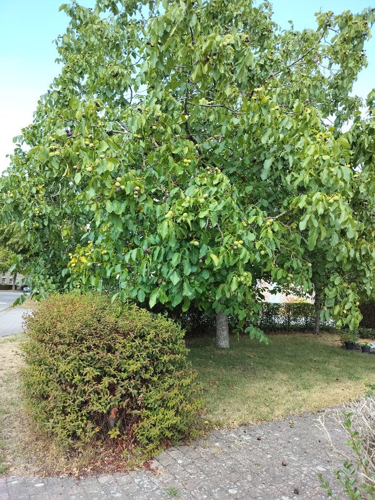 bomen snoeien voor het hout, Ophalen, Gebruikt