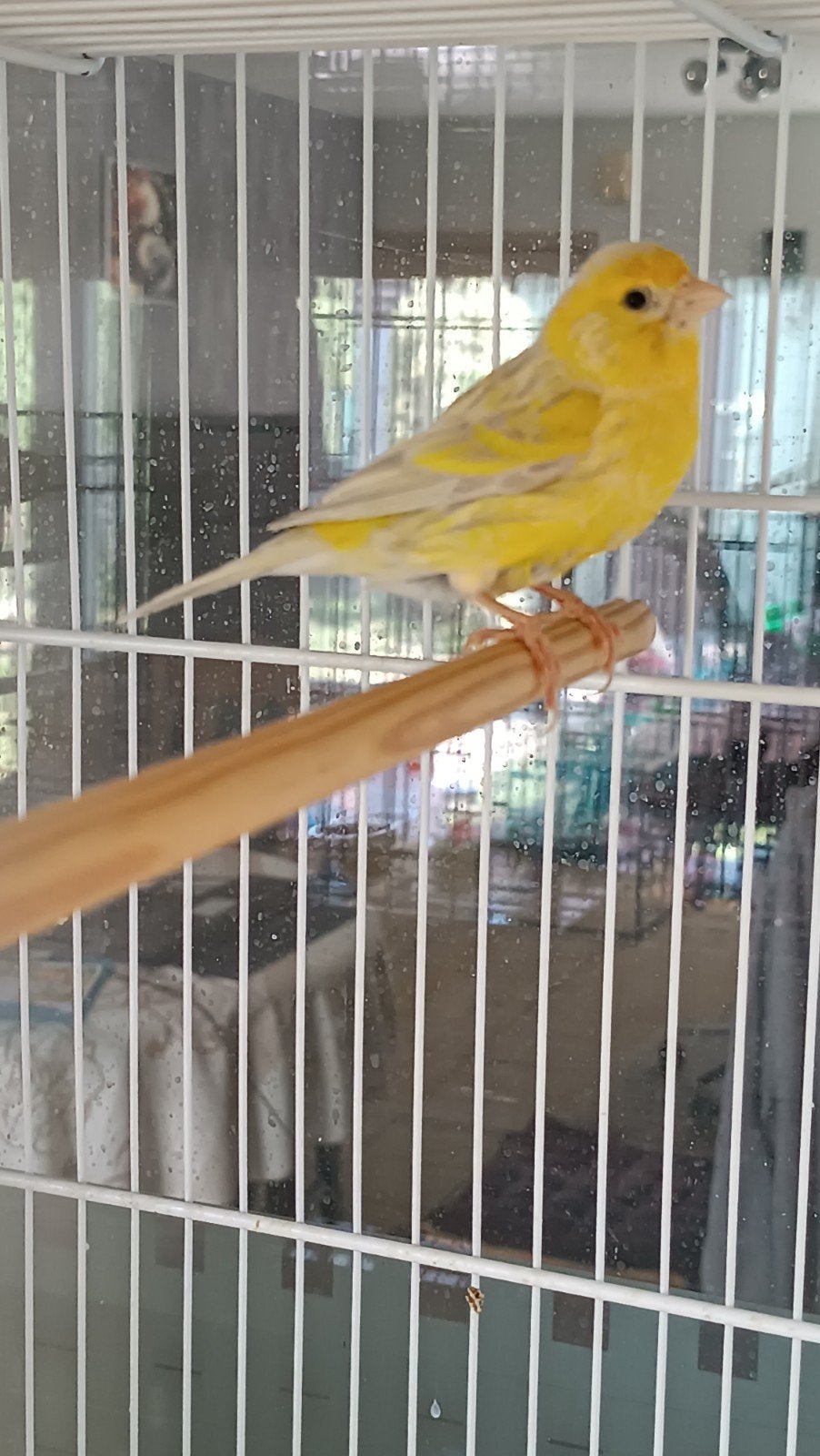 Kanarie pop, Dieren en Toebehoren