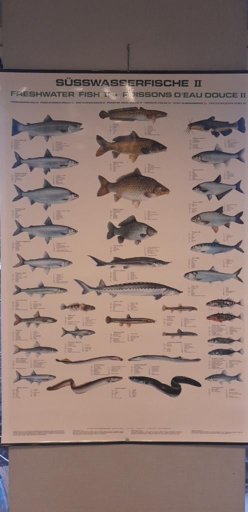 Poster vijvervissen / zoetwatervissen, Dieren en Toebehoren, Vissen | Vijvervissen, Overige soorten