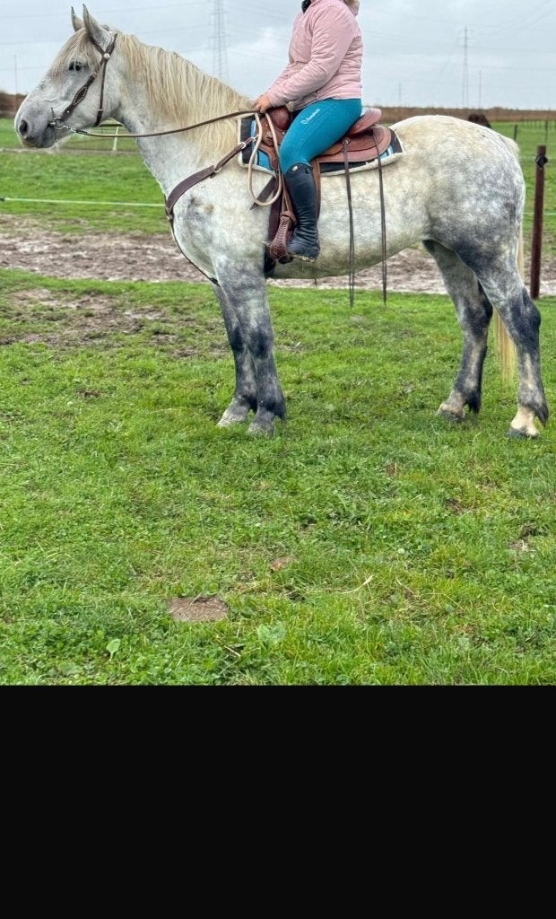 Jument Merrie, L, 160 à 165 cm, Cheval d'attelage, Avec pedigree