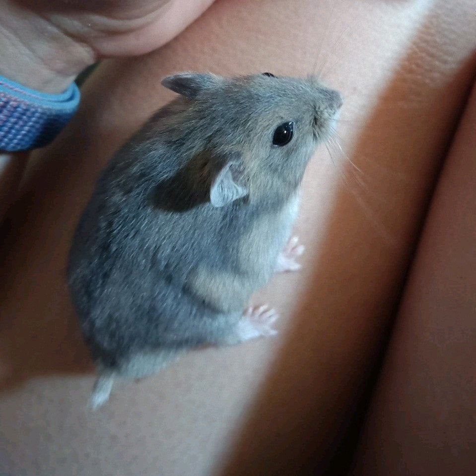 Lieve Russische dwerghamster, 5 weken oud., Juin, Plusieurs animaux, Hamster