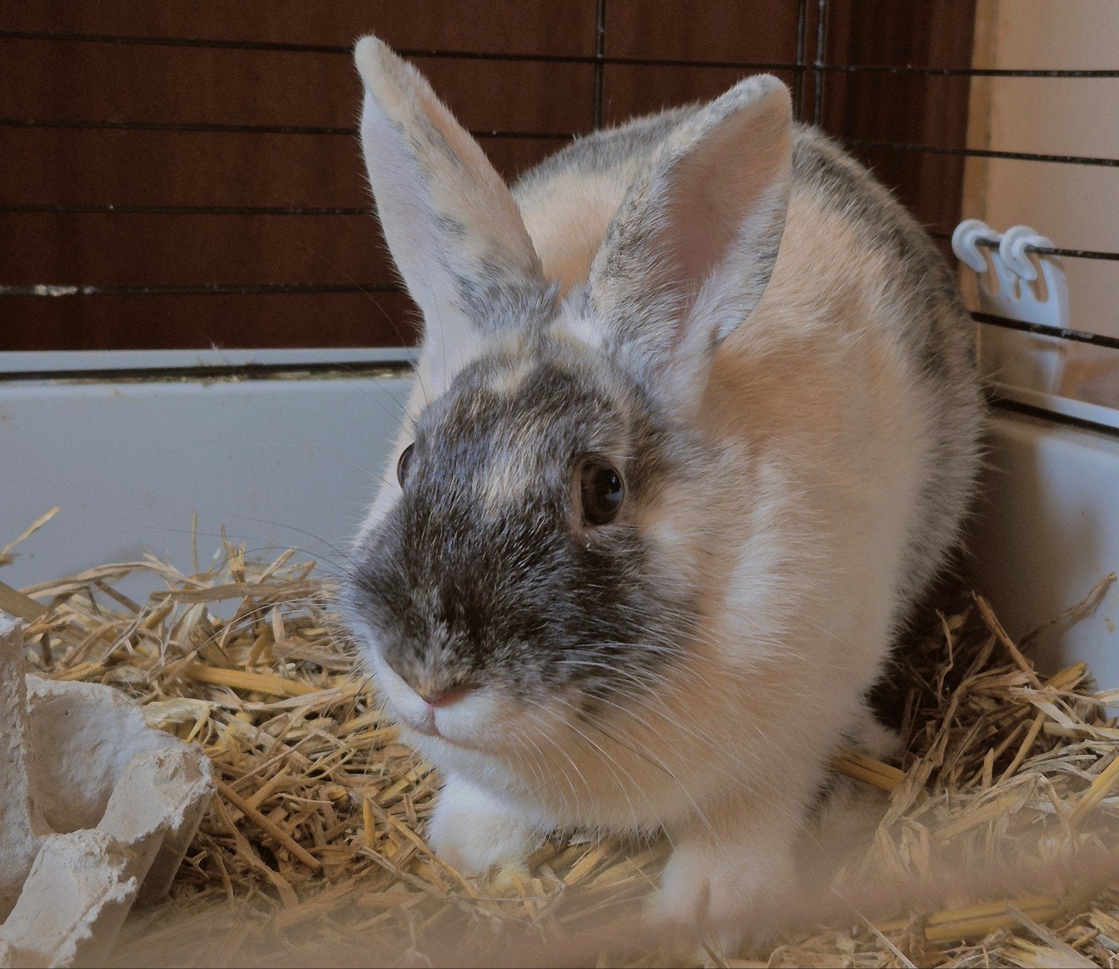 konijn zoekt thuisje, Dieren en Toebehoren, Ophalen, Kooi, Konijn