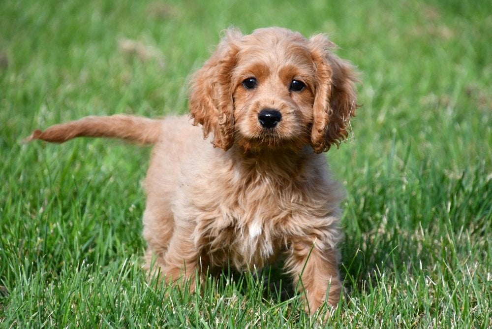 Cockapoo pups te koop, Dieren en Toebehoren, 15 weken tot 1 jaar, Buitenland, CDV (hondenziekte), Meerdere