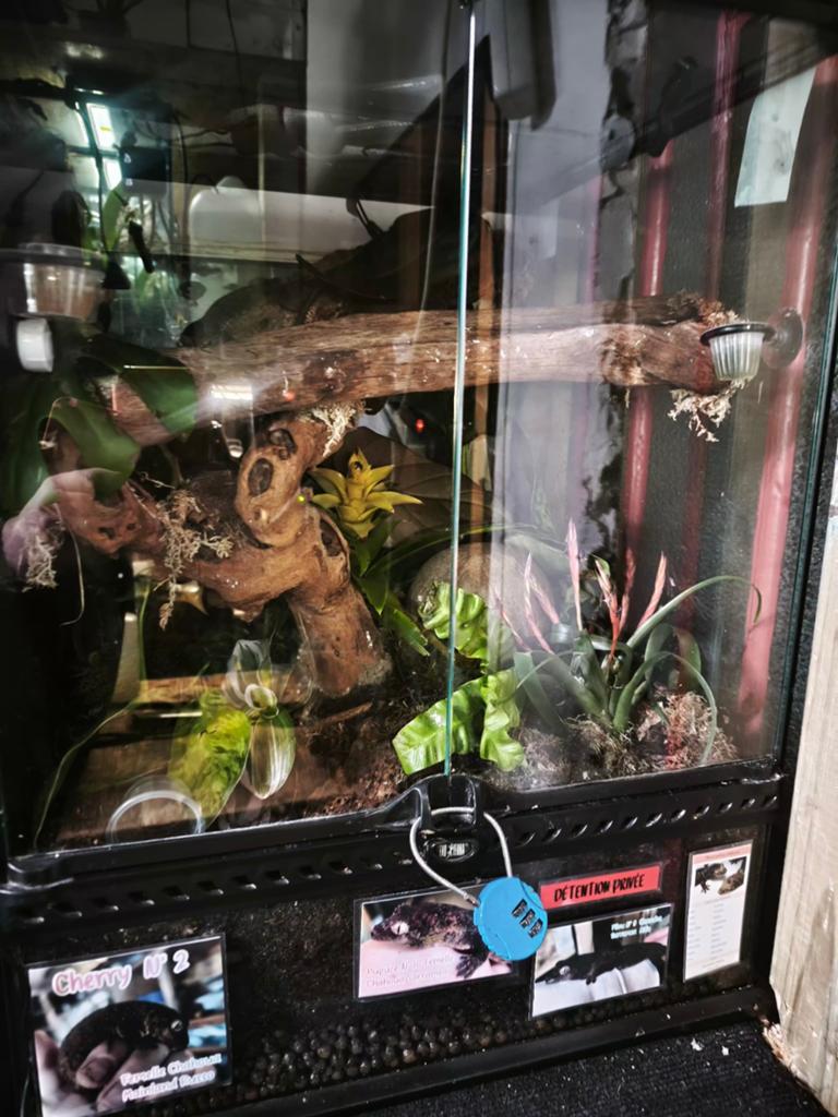 2 Setup complet Exo terra 45x45x60 Jungle Mood+ occupants, Animaux & Accessoires, Enlèvement, Utilisé, Terrarium ou Paludarium