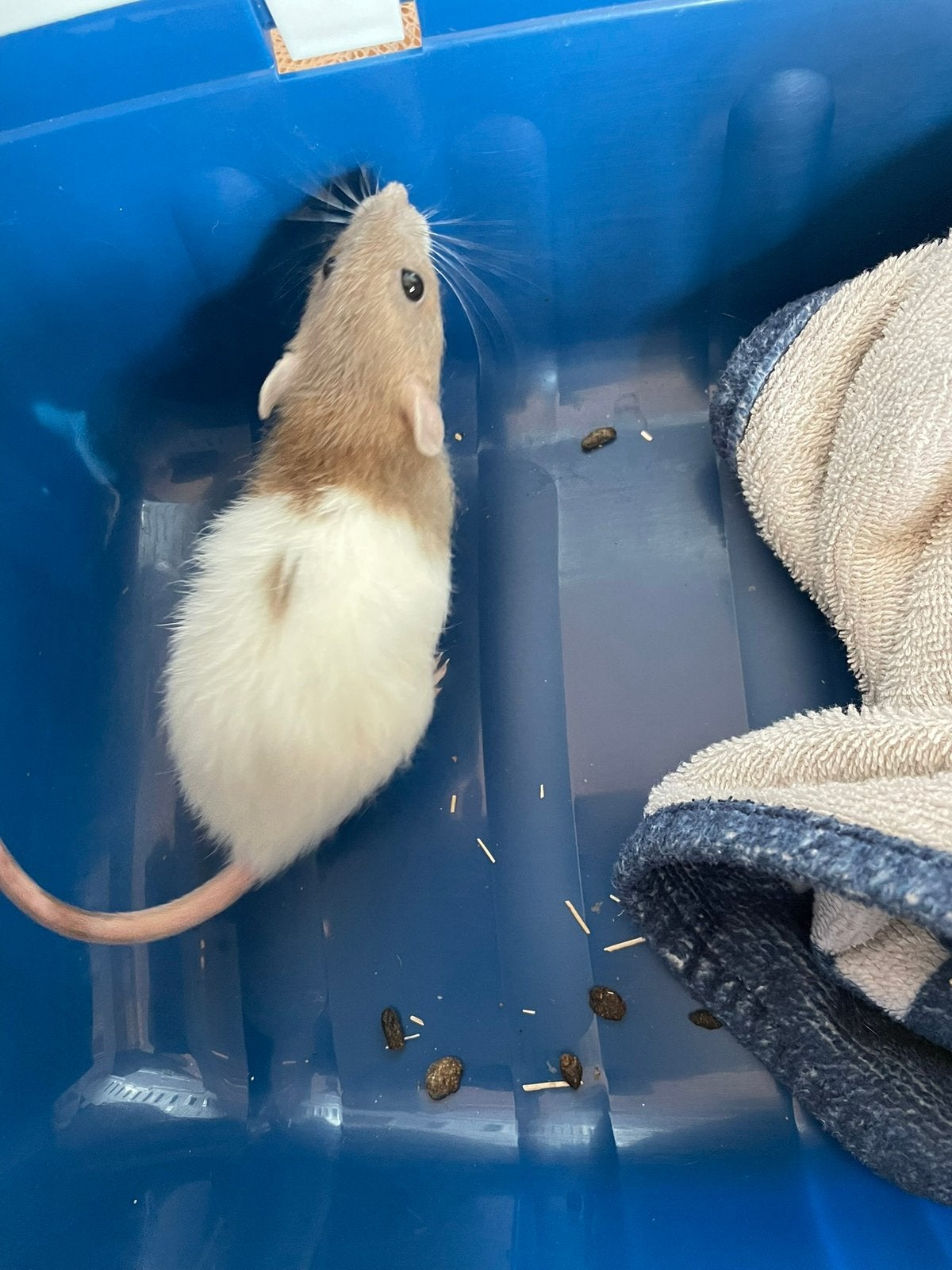 Te koop 3 mooie dumbo ratjes allemaal vrouwtjes van oktober, Dieren en Toebehoren, Ophalen, Nieuw, Rat