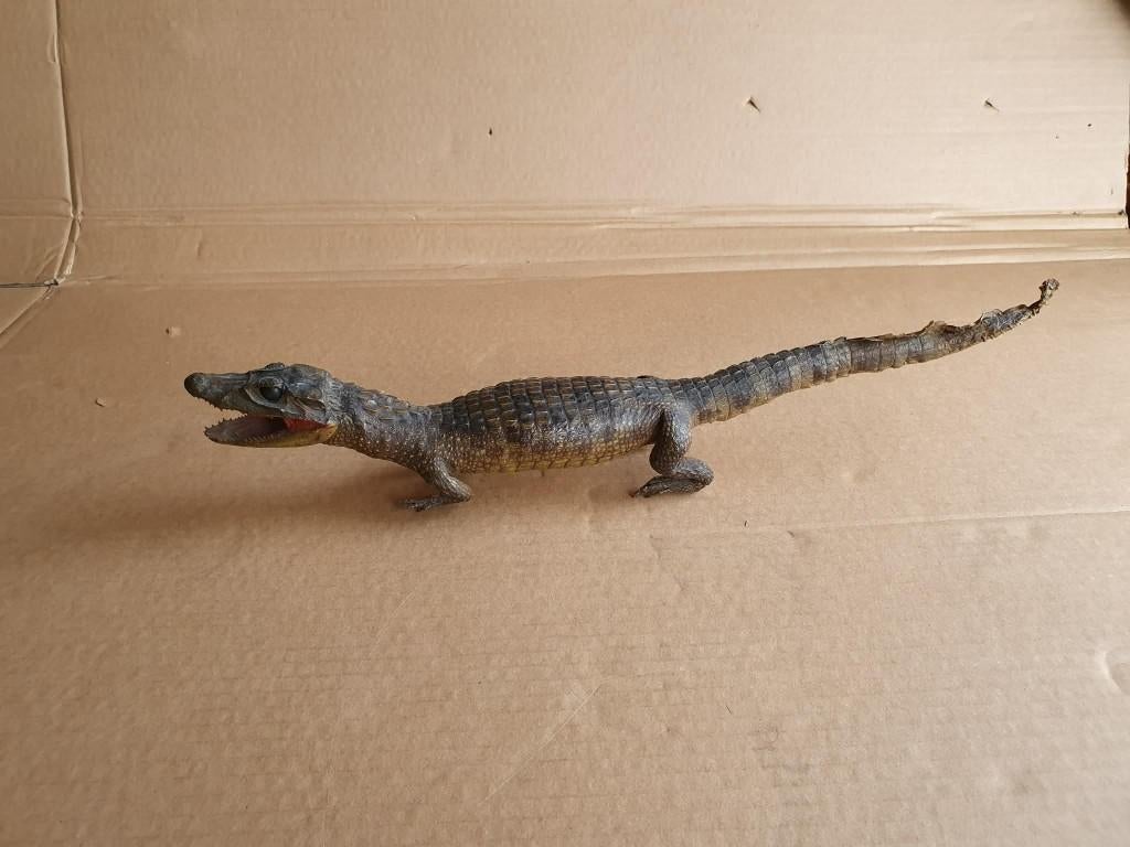 Crocodile empaillé, Enlèvement ou Envoi, Comme neuf, Reptile ou Amphibien, Animal empaillé