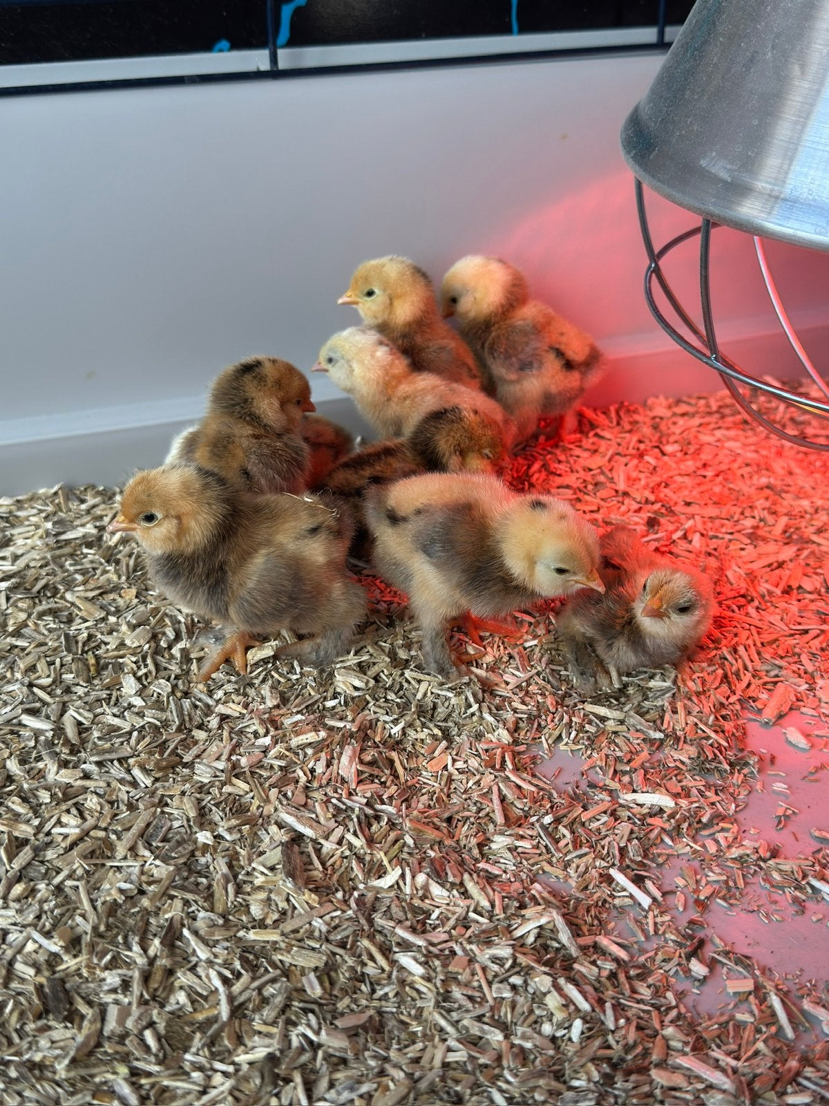 Poussins barbus Uccle, Animaux & Accessoires, Sexe inconnu, Poule ou poulet