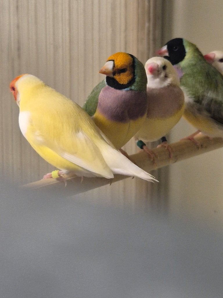 Gould, Dieren en Toebehoren, Meerdere dieren, Tropenvogel, Tam