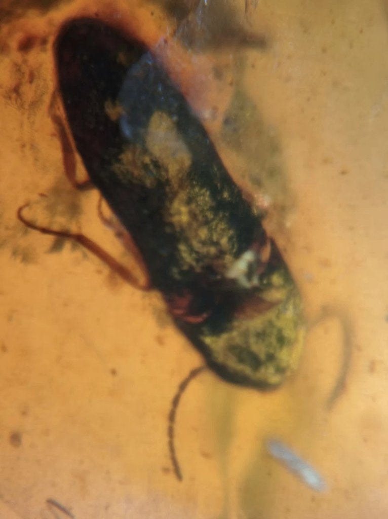 Birmees Amber met insluiting van Coleoptera kever. (A), Verzamelen, Verzenden, Fossiel