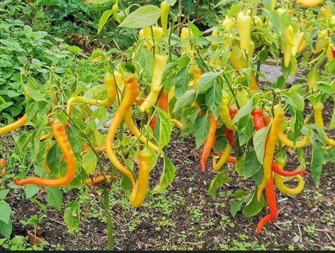 5 zaden zoete paprika of niet-hete chili peper Milder Spiral, Tuin en Terras, Verzenden, Voorjaar, Volle zon, Zaad