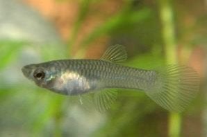 Endler vrouwtje voor 50 cent (of gratis bij aankoop slakjes), Poisson, Poisson d'eau douce