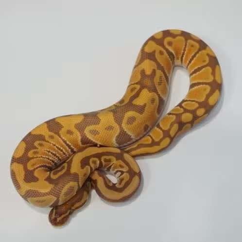 koningspython 'ultramel' Ball Python - unknown for sale from Animals Express Zellik