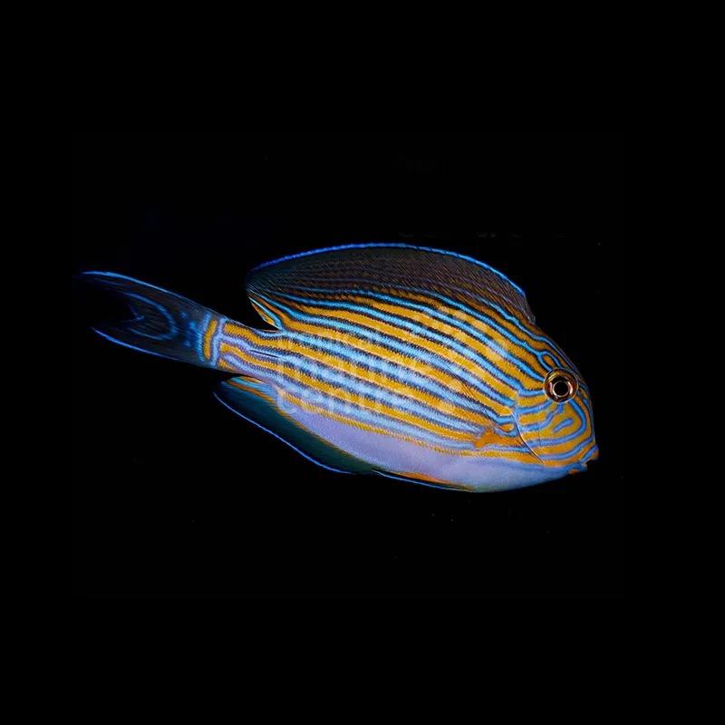 Doktersvis / clowntang zeeaquarium, Dieren en Toebehoren, Vissen | Aquariumvissen, Vis, Zoutwatervis