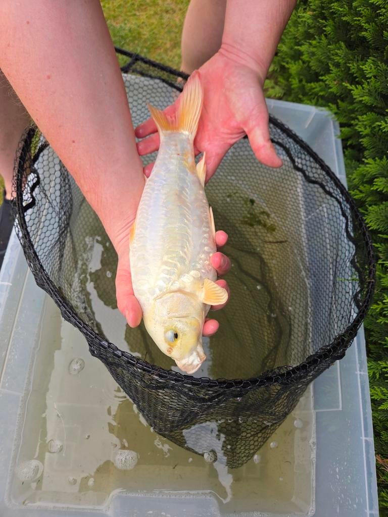 Mooie koi  35 cm – eigen kweek, Dieren en Toebehoren, Vissen | Vijvervissen