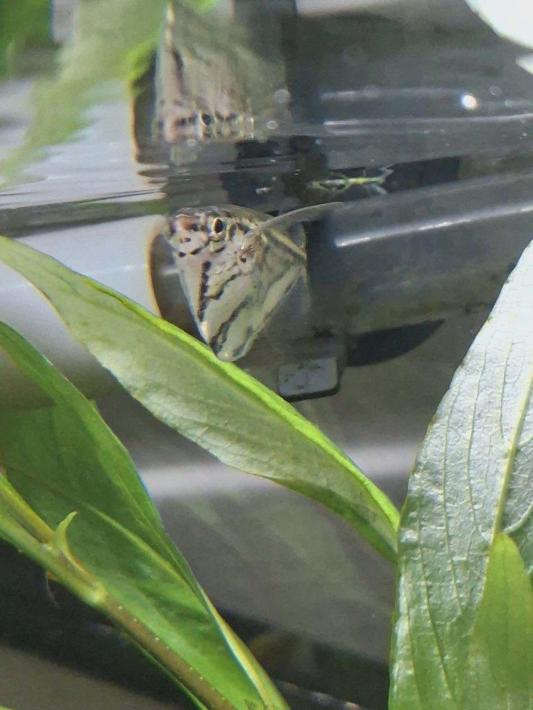 2x Bijlzalm, Poisson, Poisson d'eau douce