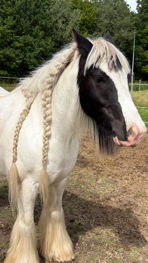 Te koop: Prachtige Irish Cob ruin, Ruin