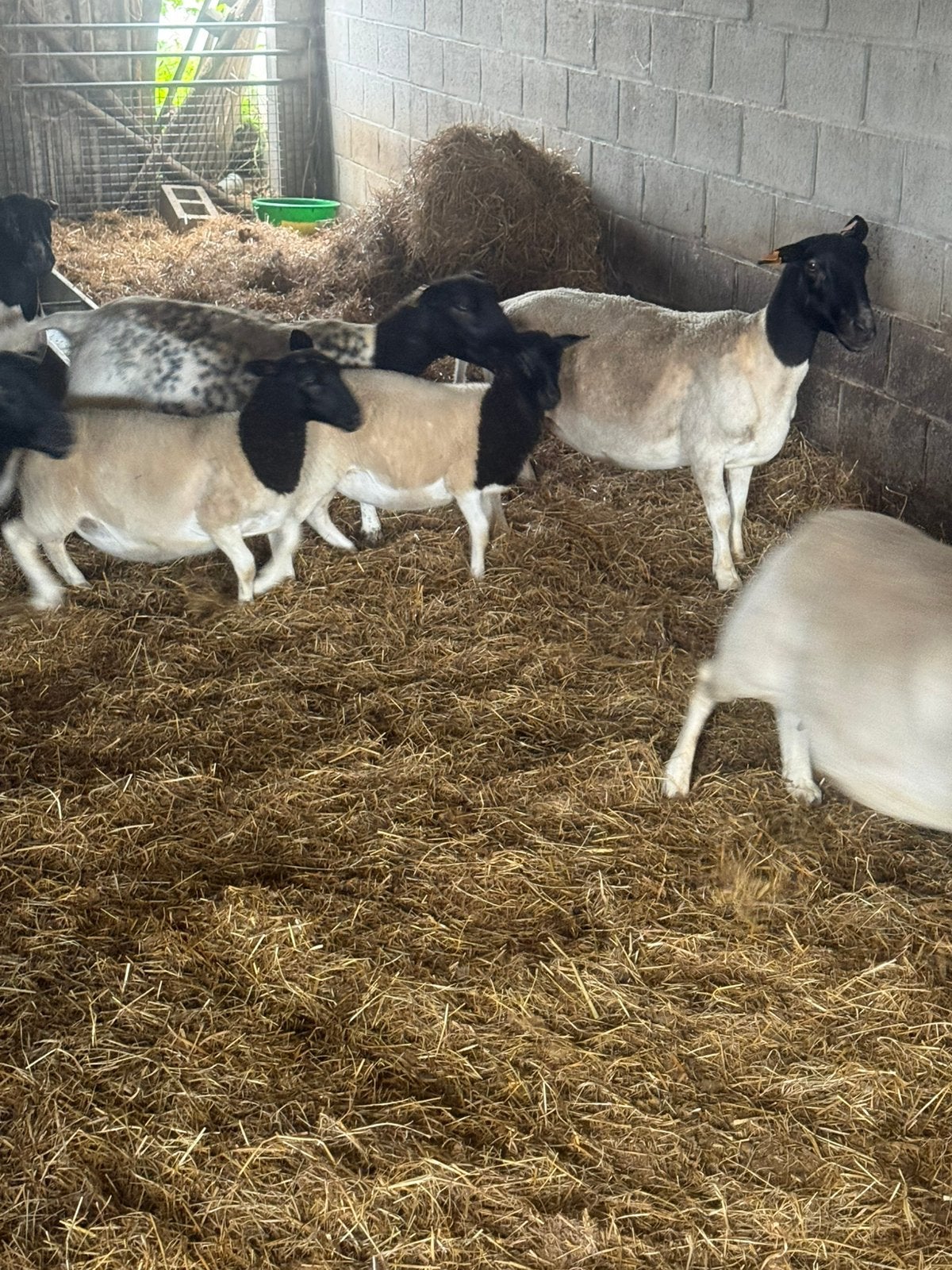 Schapen, Animaux & Accessoires, Femelle, Mouton, 0 à 2 ans