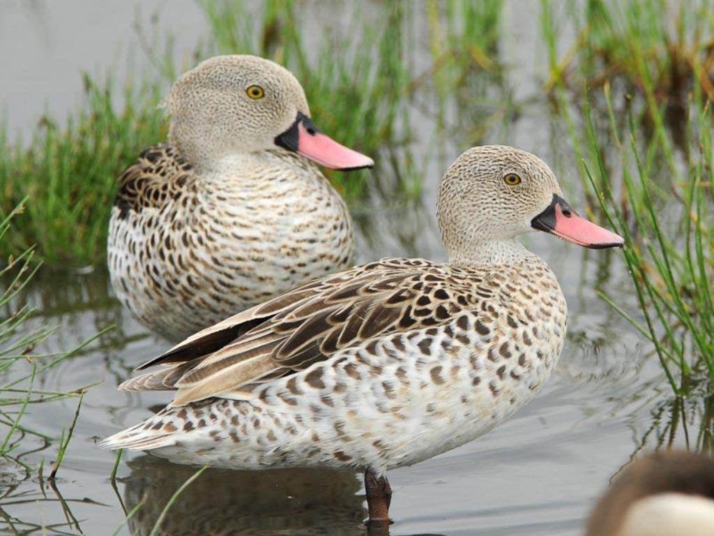 Siereenden, Dieren en Toebehoren, Pluimvee, Eend, Meerdere dieren
