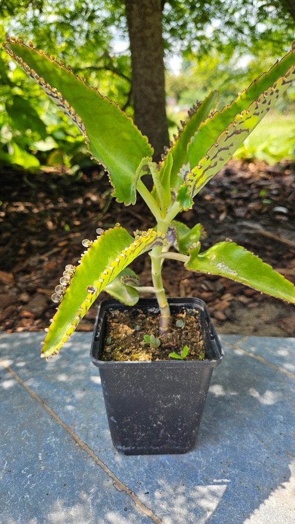 Kalanchoë, Maison & Meubles, Plantes d'intérieur, Plante succulente, Moins de 100 cm, Plante verte, Plein soleil, Enlèvement