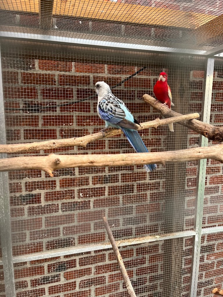 Rosella parkiet koppel, Dieren en Toebehoren, Meerdere dieren, Parkiet, Geringd