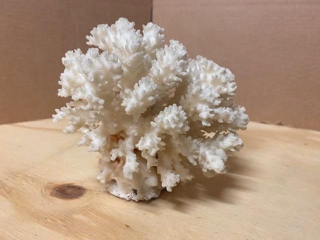 Corail pétrifié, Collections, Enlèvement ou Envoi