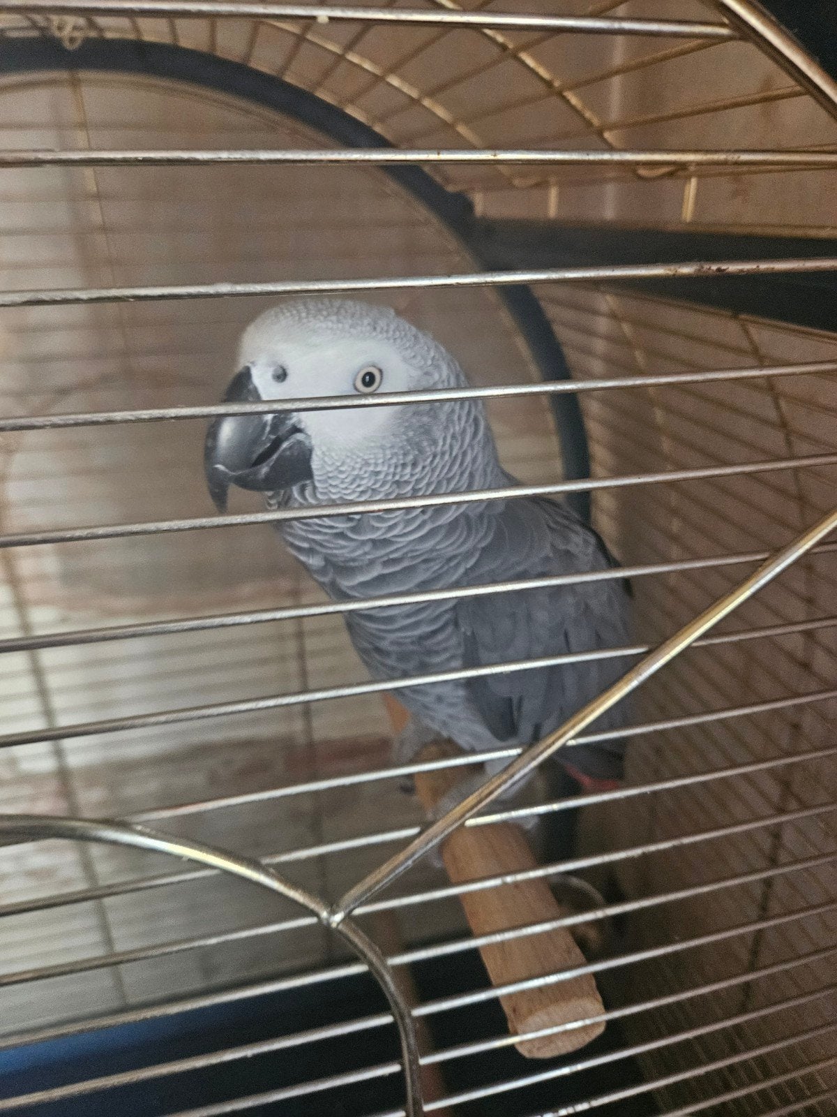 Grijze roodstaart met kooi, Dieren en Toebehoren, Vogels | Parkieten en Papegaaien, Papegaai, Mannelijk, Pratend, Tam, Geringd