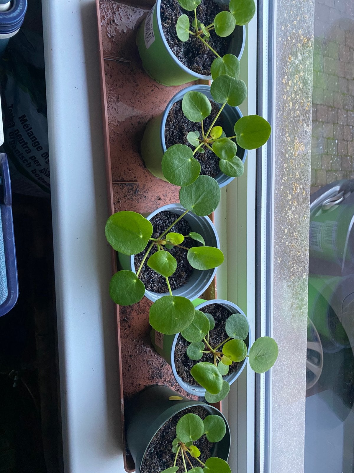 Pannekoekenplantjes, Maison & Meubles, Enlèvement, Autres espèces