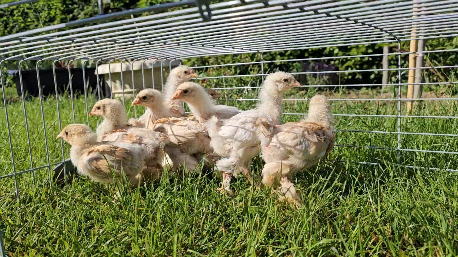 Kuikens lemon pyle: raszuivere/ kleurzuivere., Dieren en Toebehoren, Pluimvee