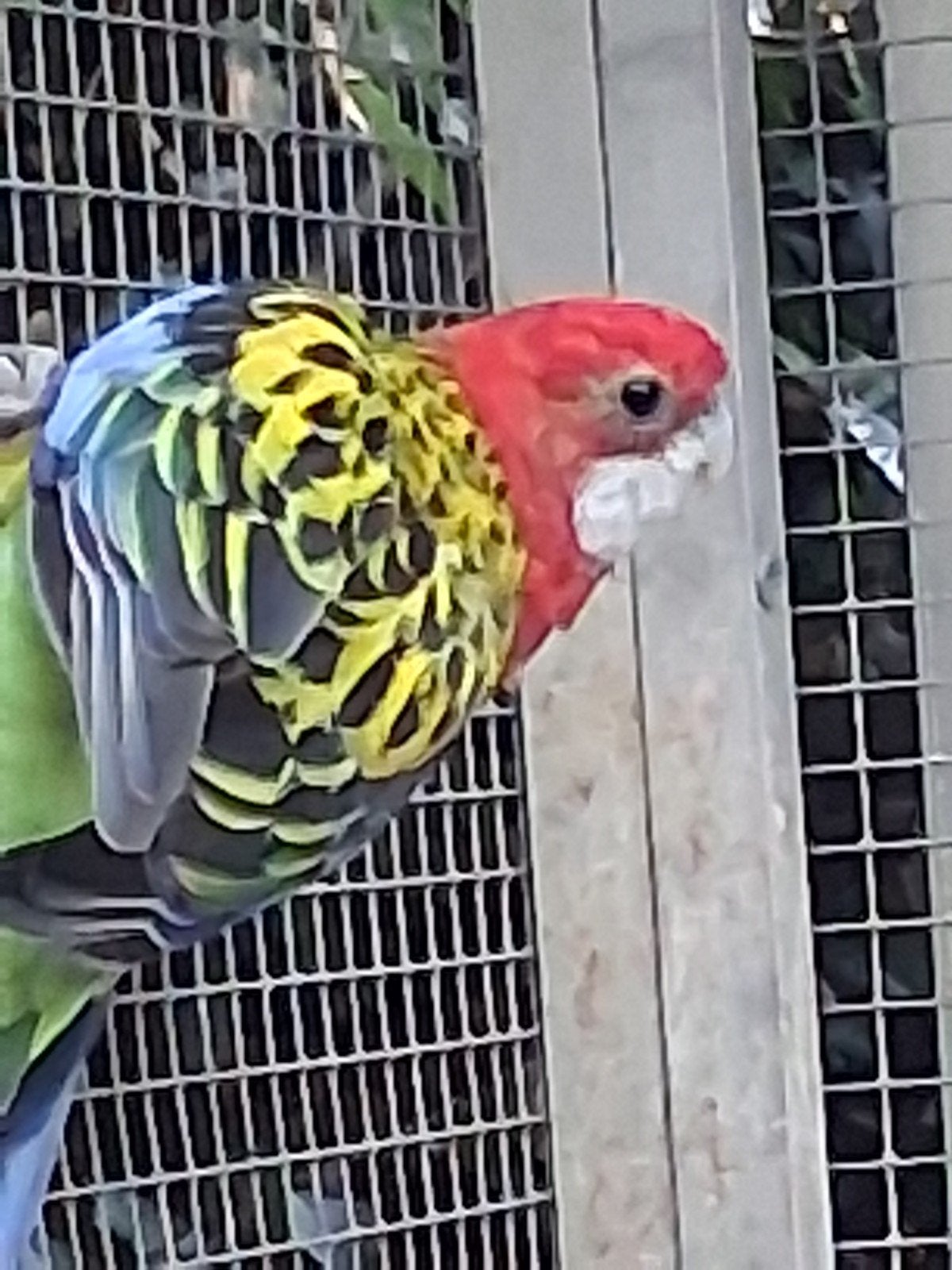 rosella pop, Bagué
