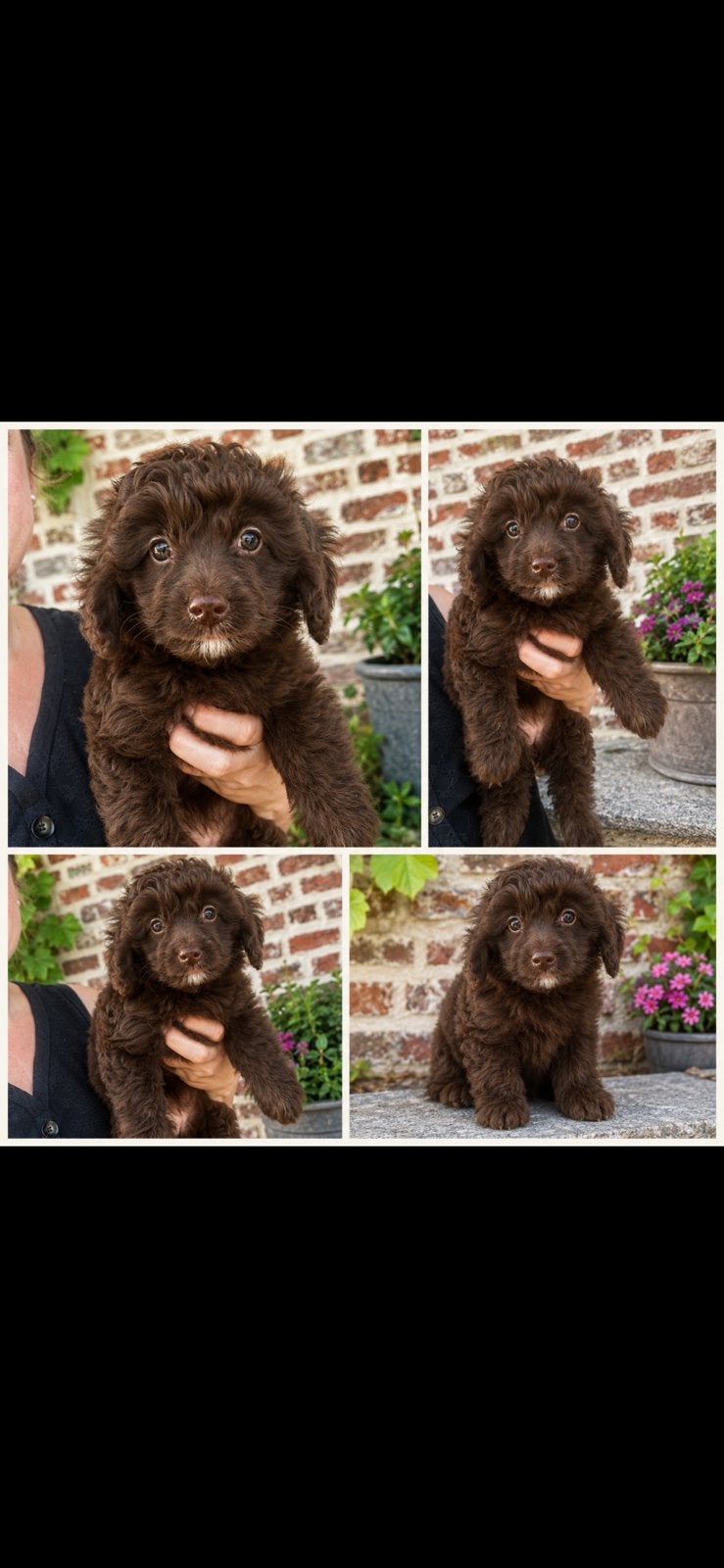 Toy australian doodle teefje - chocolade bruin, Caniche, Chienne, Belgique, Un chien