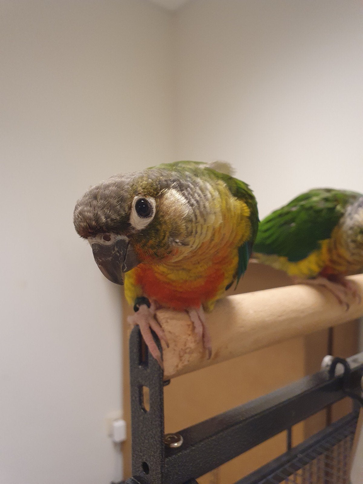 conure molinar eam, Animaux & Accessoires