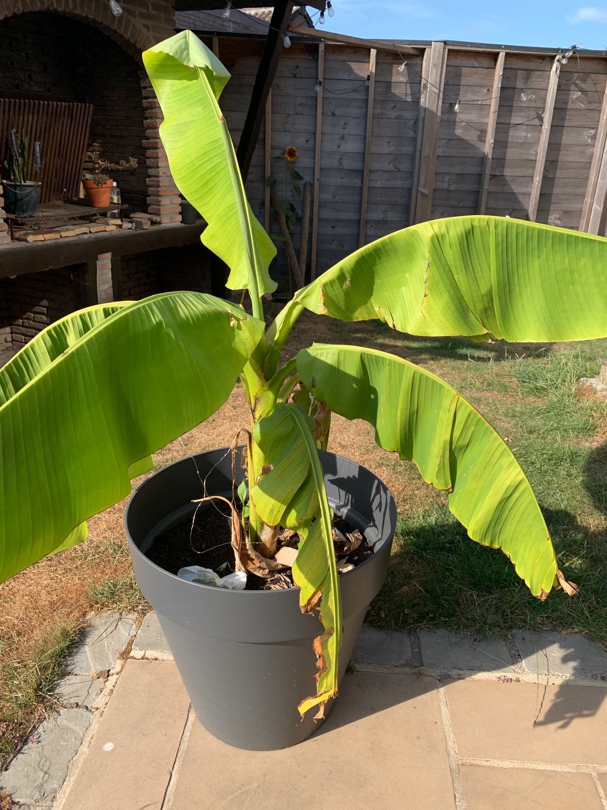 Bananenplant, Ophalen, Vaste plant, Overige soorten